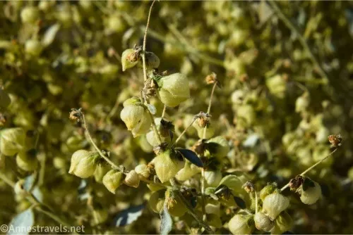 Small, yellow seedpods on stems 