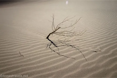A dead sage brush skeleton pokes out of rippled sand