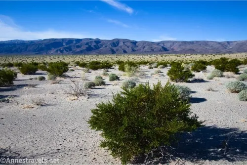 Greasebushes on a desert plain with mountains beyond