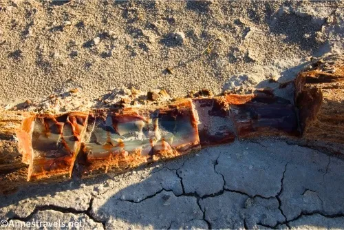 Half a log of petrified wood with pretty, colorful crystals on the inside 
