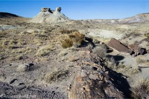 A petrified log is half buried in the desert stretching toward a small white butte 