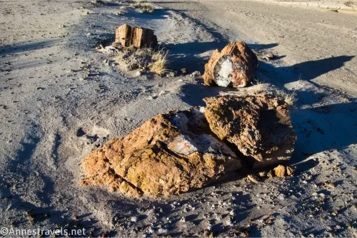 Chunks of petrified wood with the bark still visible sit half-buried in sand beside a desert wash