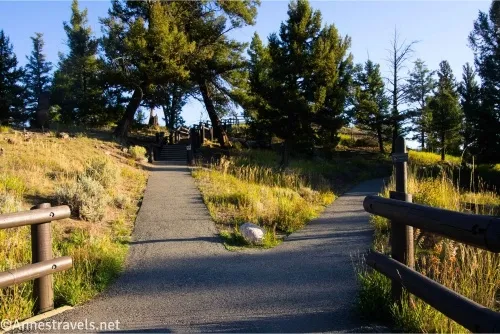 Two paved trails divide between fences and surrounded by yellow grass and fir trees 