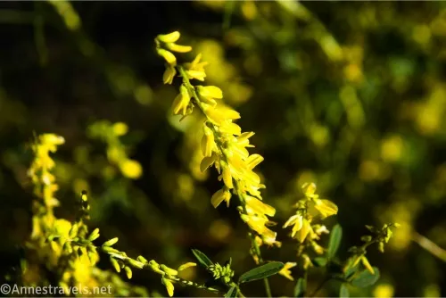 Yellow wildflower stalk