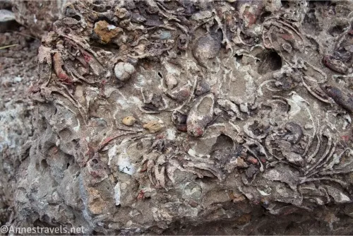 White clam shell fossils