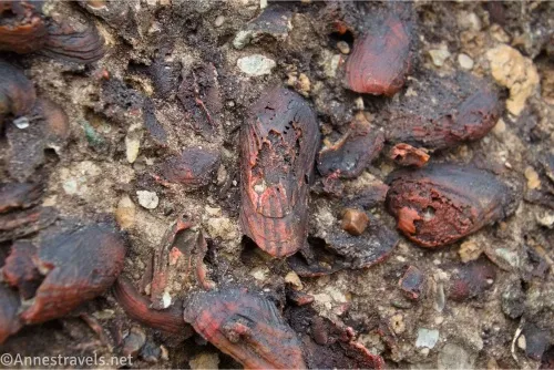 Red and black fossilized clam shells