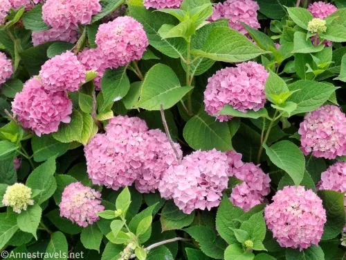 Pink hydrangea flowers with big green leaves