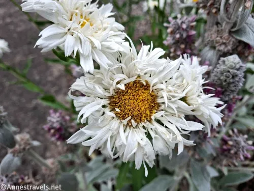 white daisy flowers with yellow centers