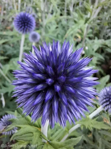 A purple globe thistle 