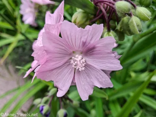 A pretty purple musk mallow flower