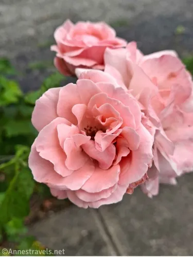 Pink rose blossoms