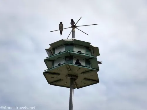 A birdhouse with two purple martin birds