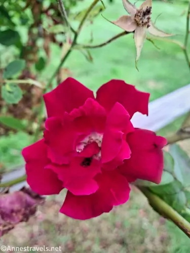 A red flower