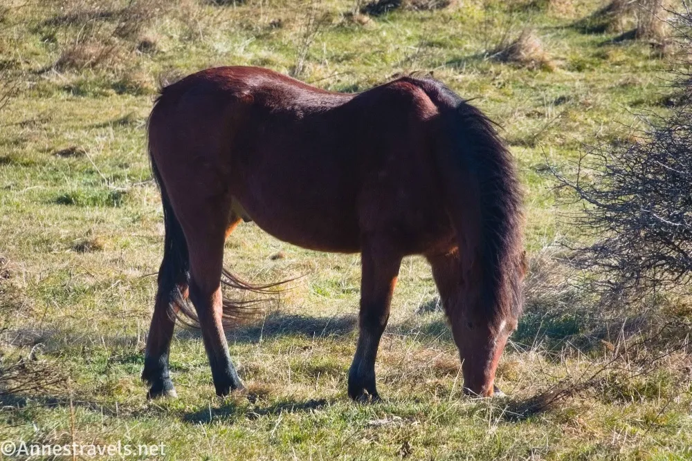 A horse eating in a green meadow
