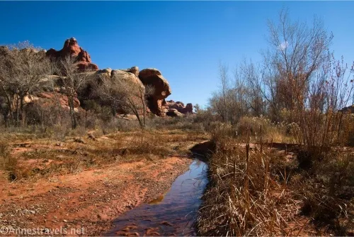 A puddle in a dirt road surrounded by reeds and brush with rocks in the background