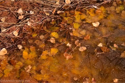 Yellow and brown leaves in a frozen puddle