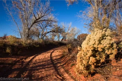 leafless trees and a bush that was once flowering along a sandy dirt road