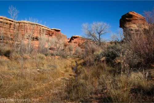 Brush and trees in a desert canyon with distant slickrock formations