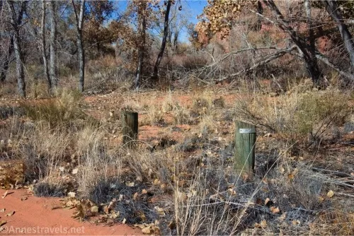 Two wooden posts among brush with fall trees in the background