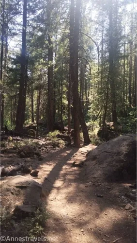 A trail through a forest