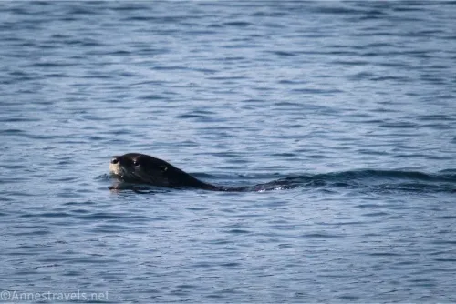 The head of an otter as it swims through a blue lake