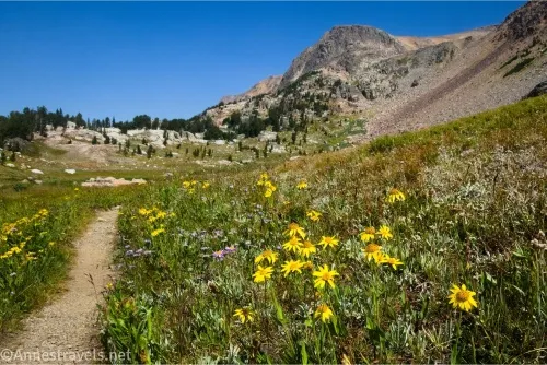 Yellow wildflowers beside a trail through a meadow heading for cliffy mountains 
