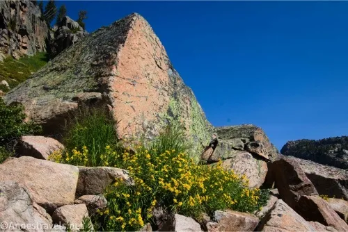 A boulder and wildflowers among rocks with blue sky beyond 