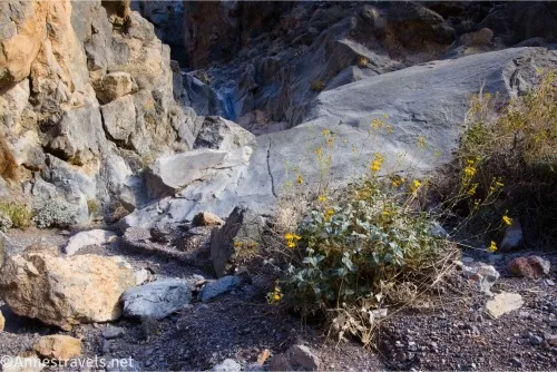 Yellow wildflowers among rocks in a desert canyon 