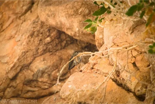 A small brown bird on a brown branch in front of brown rocks 