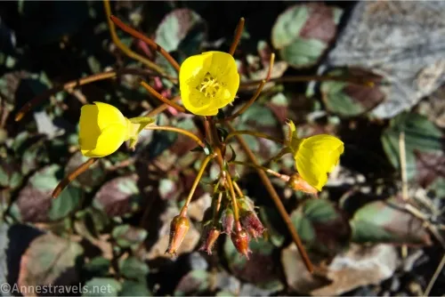 Three yellow flowers with blurry green and brown leaves in the background 