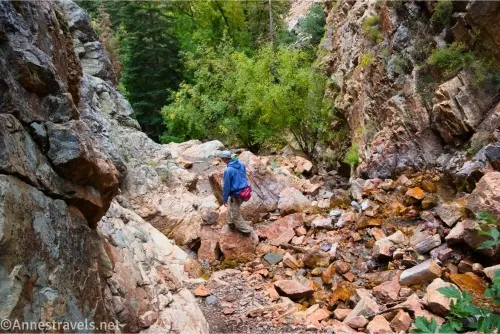 A hiker in a blue jacket walks on rocks beside a stream in a canyon with trees in the background 