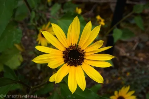 A yellow sunflower with a brown center 