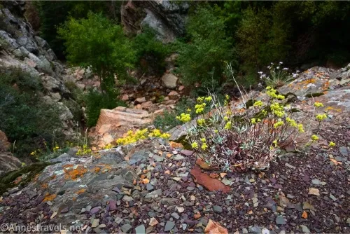 Yellow wildflowers on a rocky cliff above trees in a canyon 