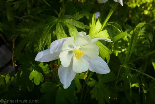 A white wildflower with a yellow center and purple outer leaves in greenery