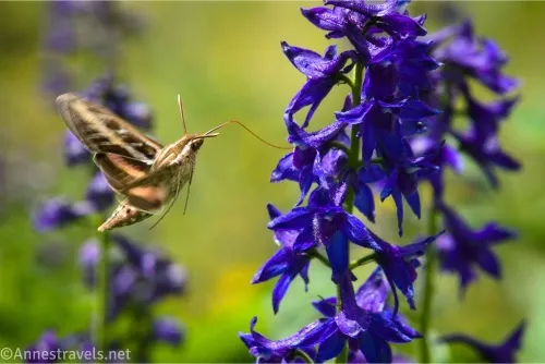 A very large moth with antennae enjoying a purple flower