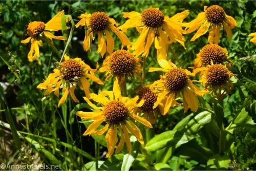 Yellow flowers with puffy yellow centers and many yellow petals