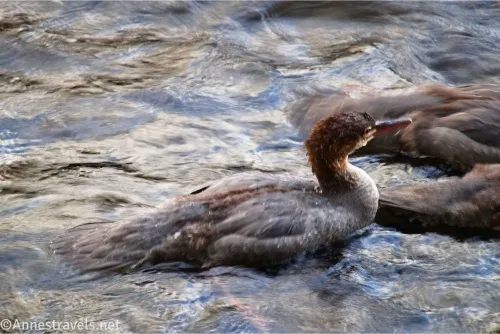 A duck in a rushing stream