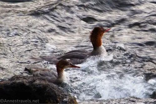 Two ducks in rushing water