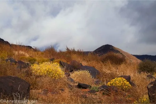 Yellow flowering bushes and black rocks below gray clouds