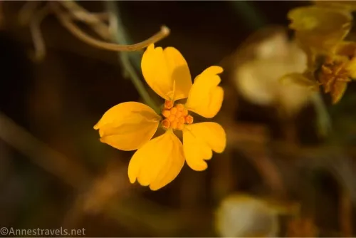 A yellow flower with five petals and a small yellow center