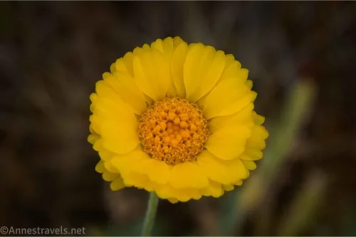 A yellow flower with a yellow center