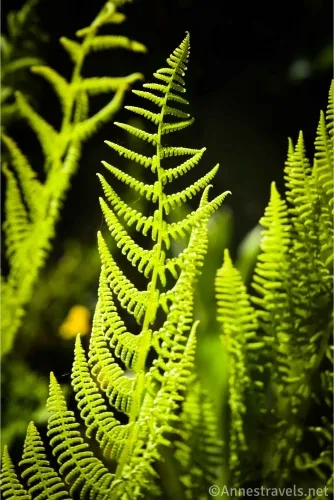 Ferns lit by the sun with a dark background