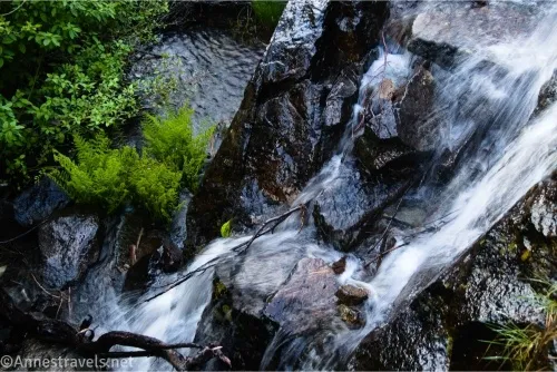 Water pours over rocks with ferns and bushes at the bottom of the falls