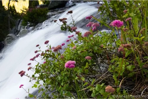 Pink wildflowers and a green bush beside a waterfall