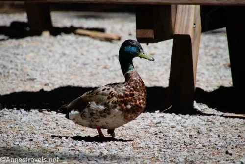 A mallard duck on gravel next to a picnic table leg