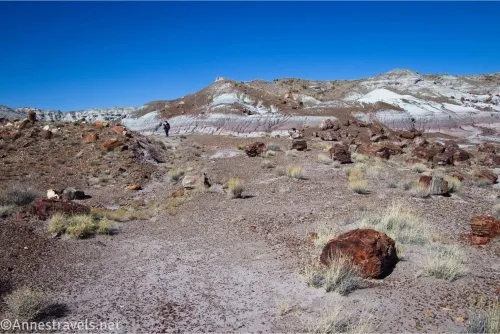 Petrified wood beside a trail in the desert with distant badlands 
