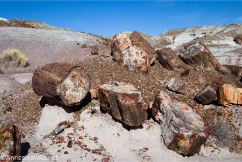 Several pieces of petrified wood on a badland