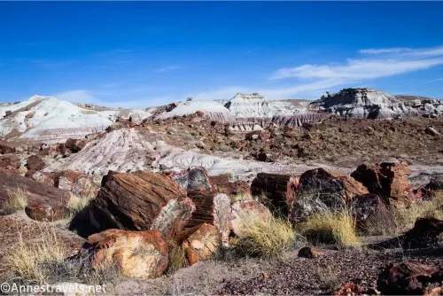 Petrified wood and grass with distant badlands and blue skies 