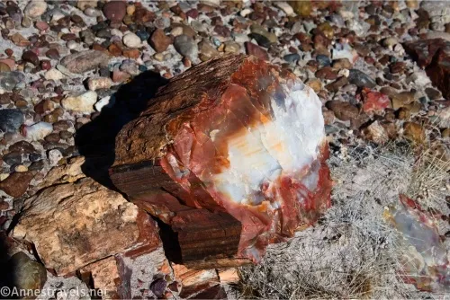 A piece of petrified wood with red and white and a streak of yellow