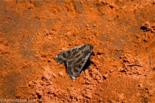A brown spotted moth on a red dirt background